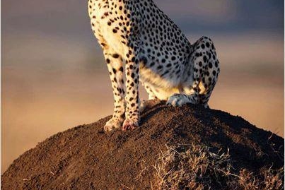 "Félins", un film majestueux en salles le 1 février !