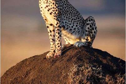 "Félins", un film majestueux en salles le 1 février !