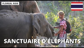 Voilà pourquoi vous ne devriez pas monter à dos d'éléphant !