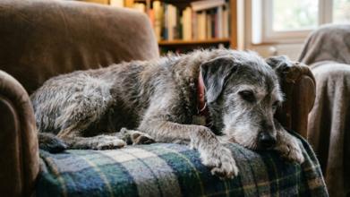 Casting vieux chien pour silhouette dans long métrage