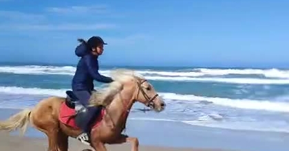 Cheval à Dakhla